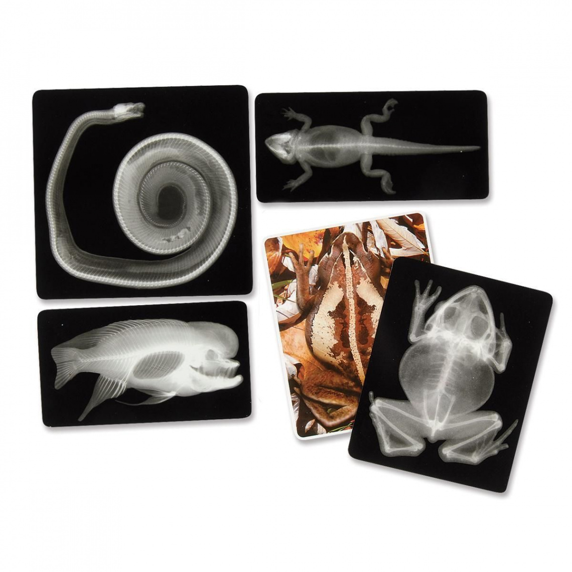 Animal X-Rays - For Small Hands