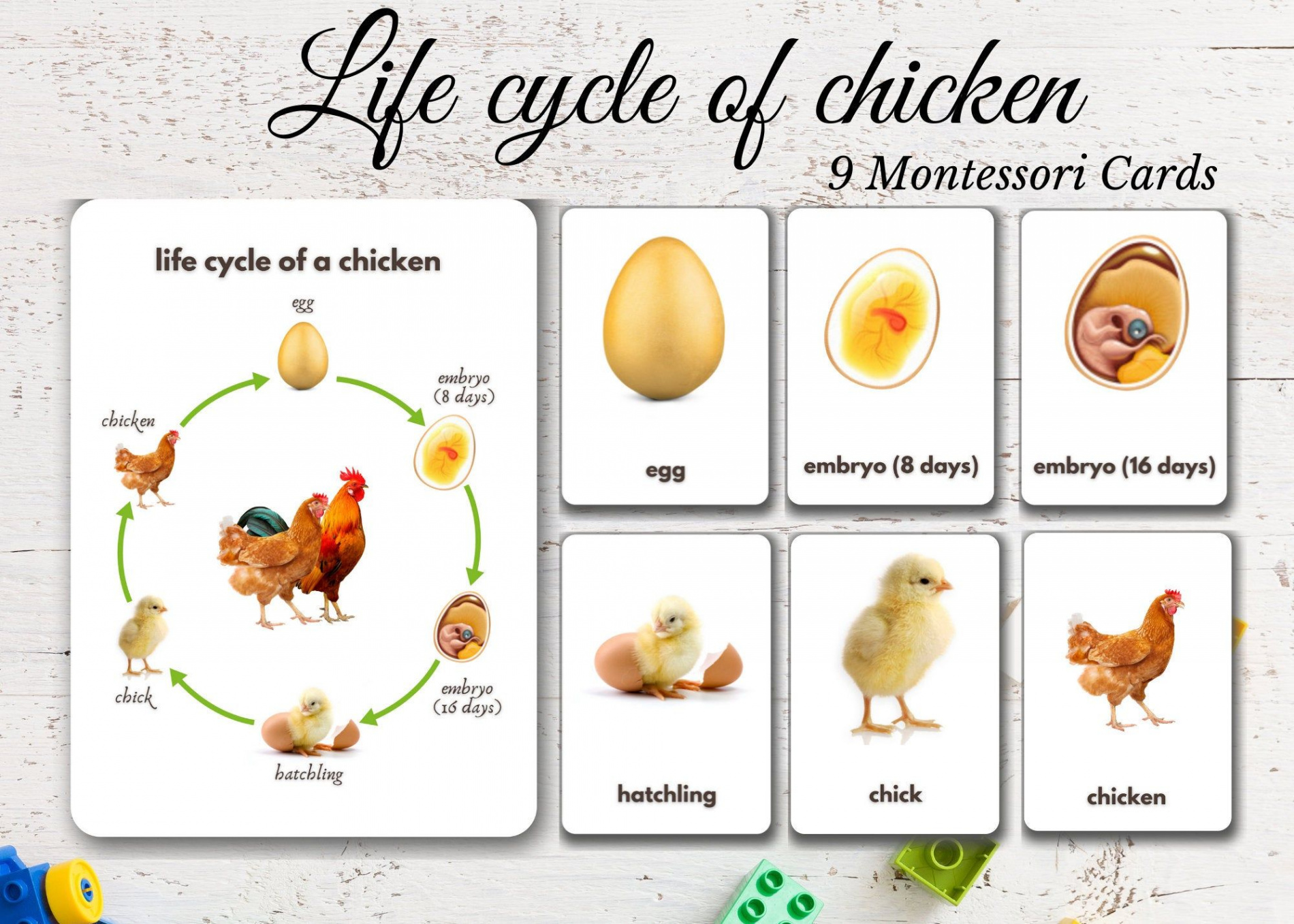 CHICKEN LIFE CYCLE Flashcards Printable Montessori - Etsy