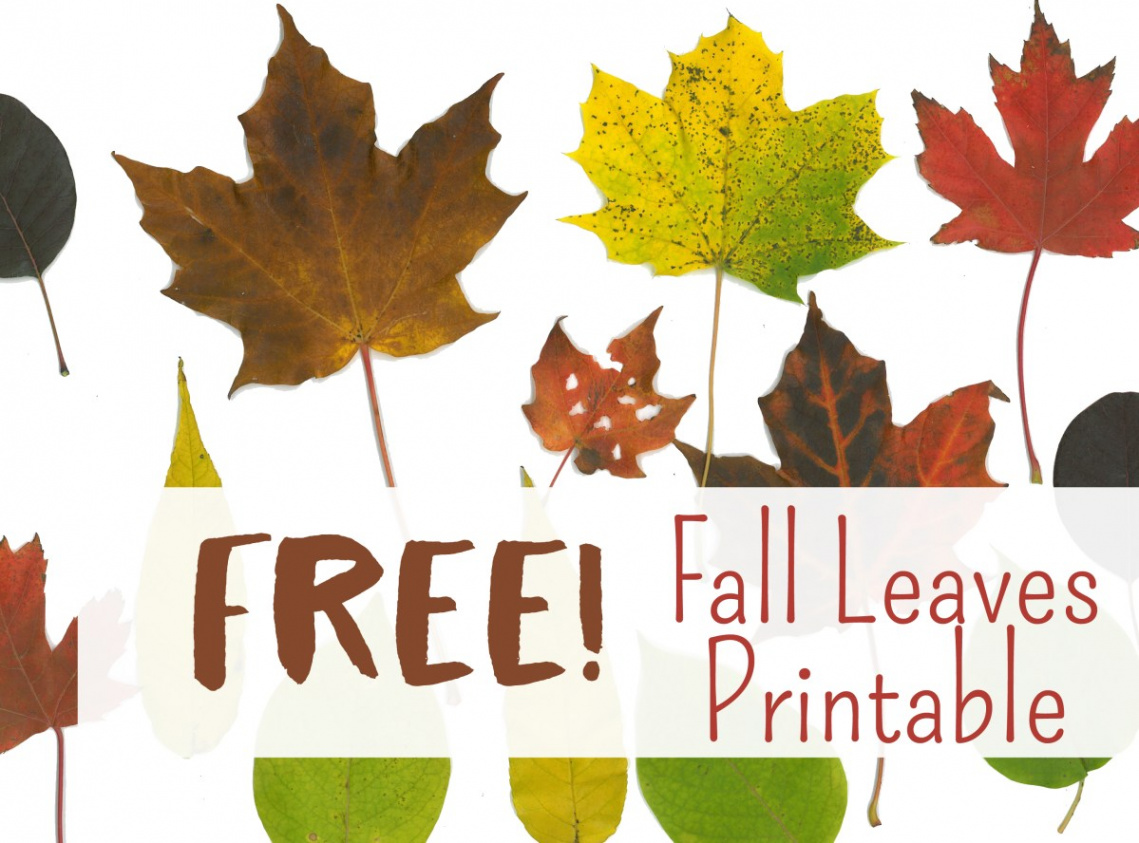 Free Fall Leaf Printables – Art is Basic  An Elementary Art Blog