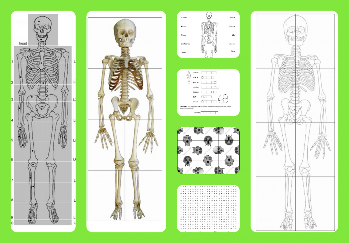 Free printable life-sized child and adult skeletons, skull puzzles