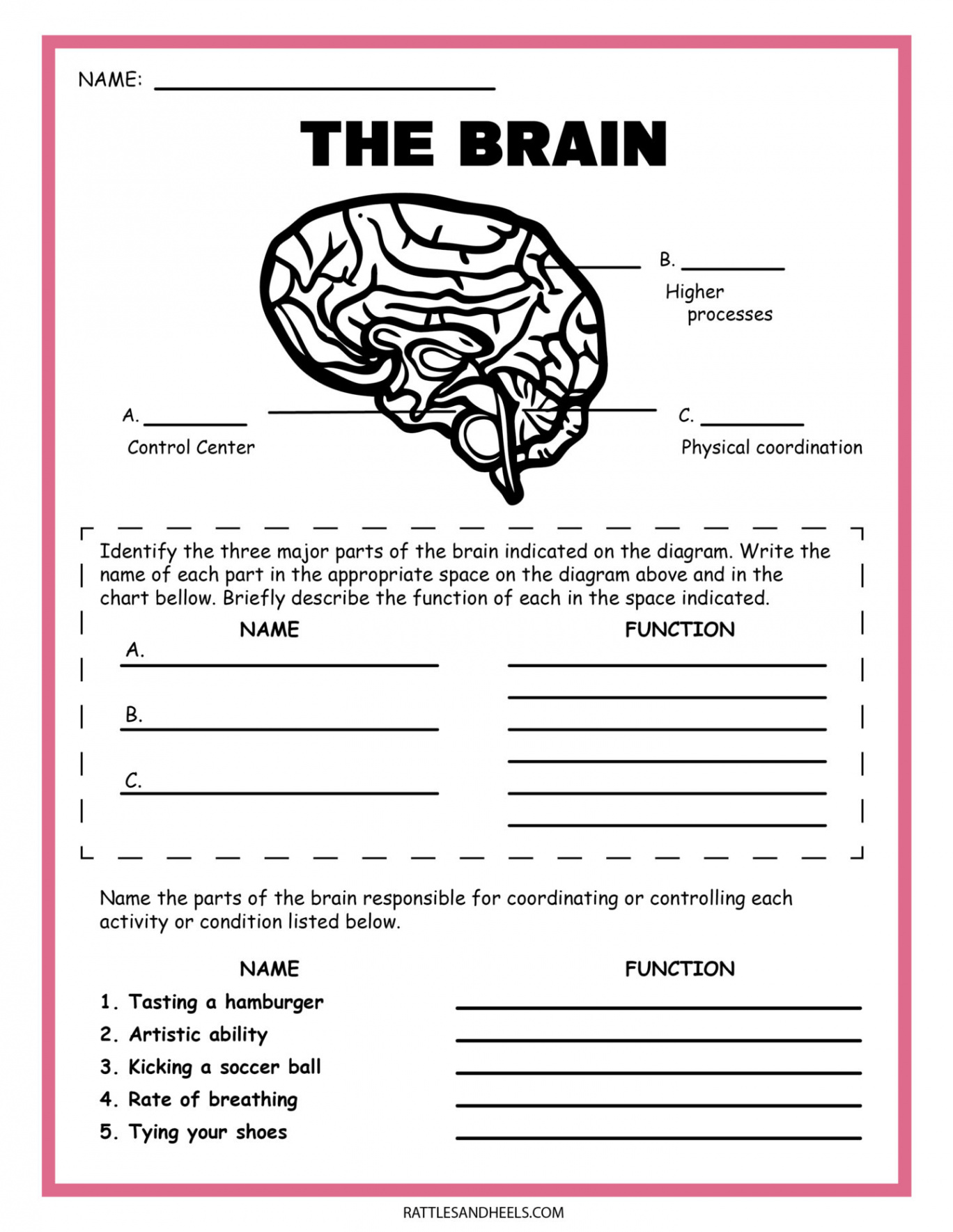 Free Science Worksheets The Nervous System - Adanna Dill