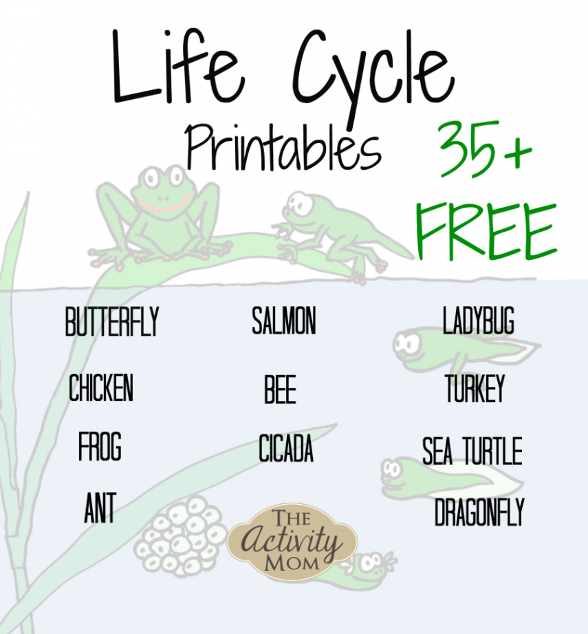 Life Cycles Printable (Free) - The Activity Mom