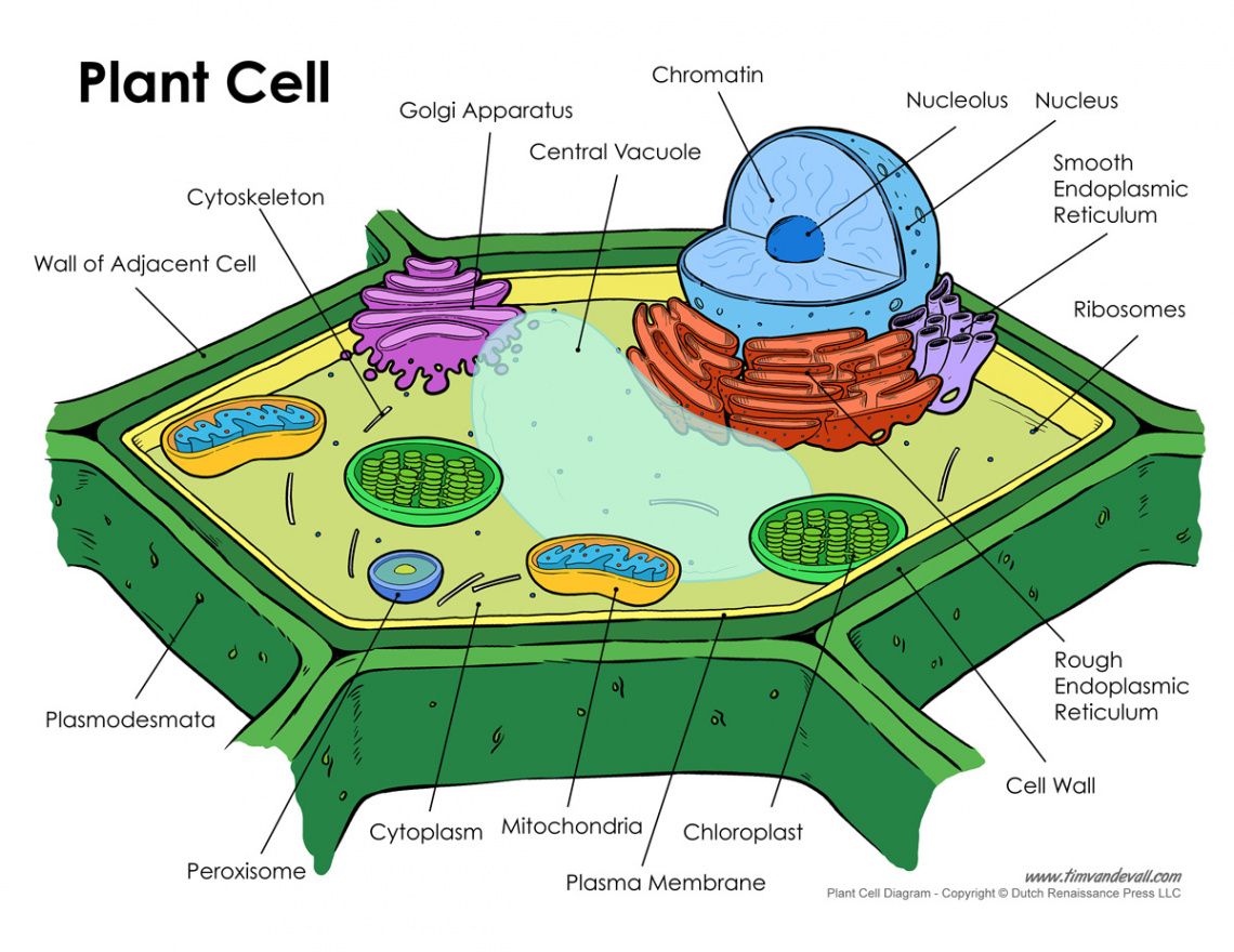 plant-cell-diagram – Tim