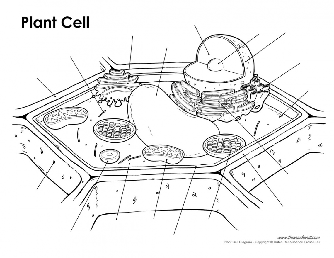 plant-cell-diagram-unlabeled – Tim