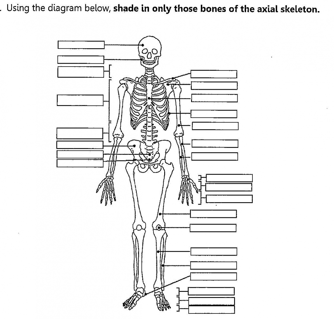 Skeletal System Fill In The Blank Worksheets  Skeletal system