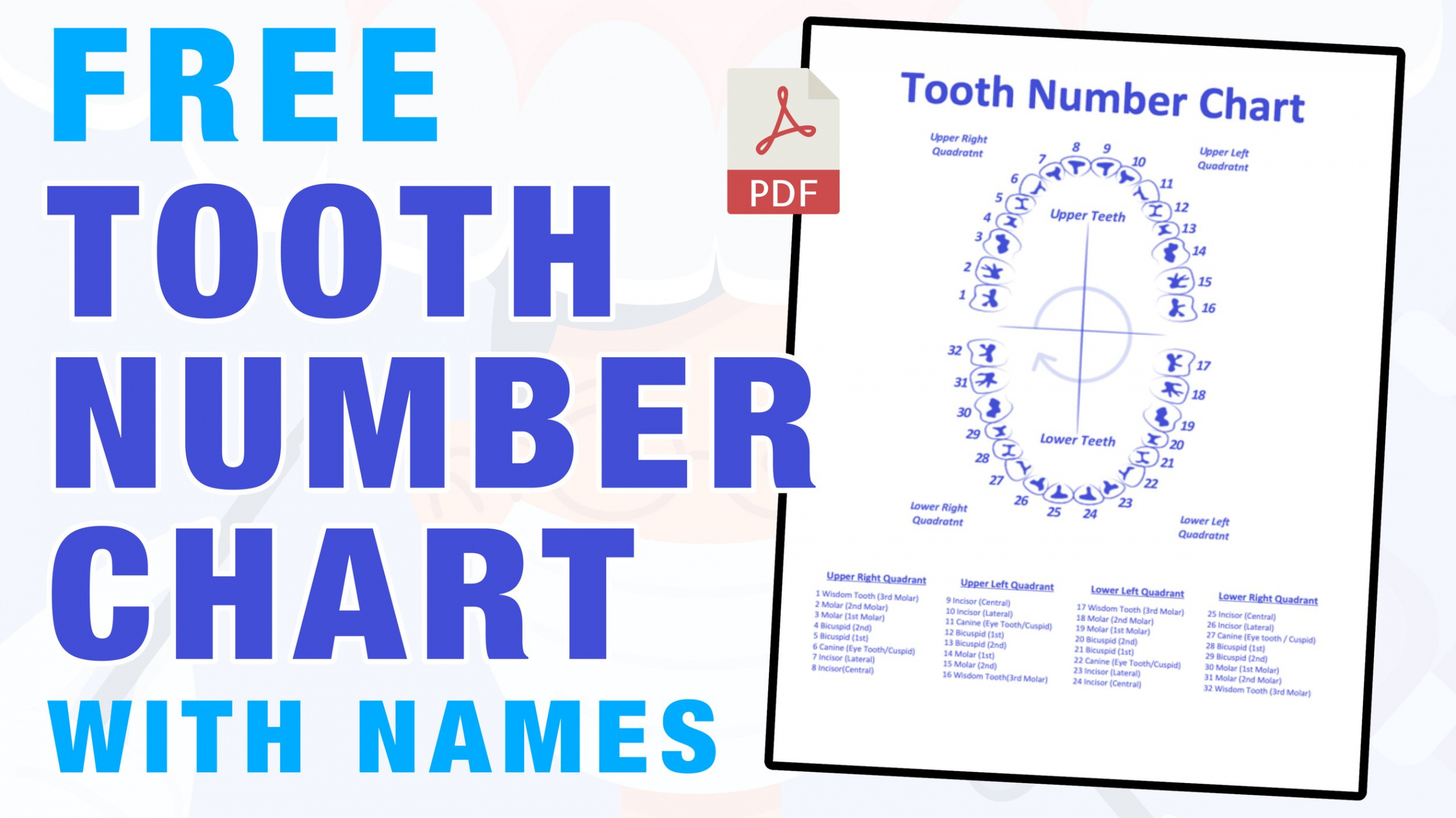 Tooth Number Chart (Printable PDF) — Mashup Math