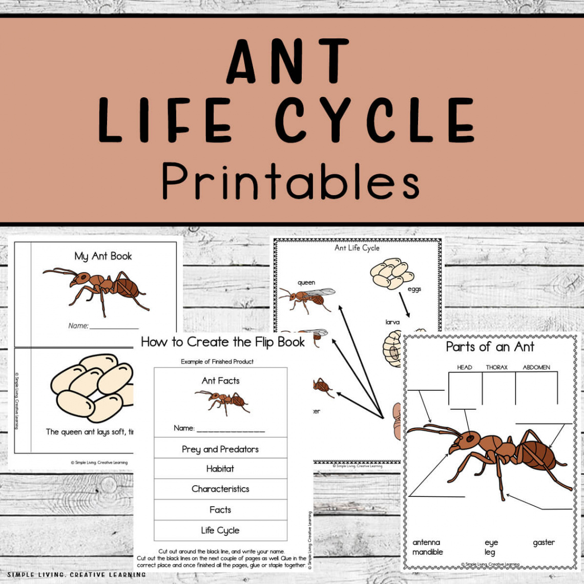 Ant Life Cycle Printables - Simple Living