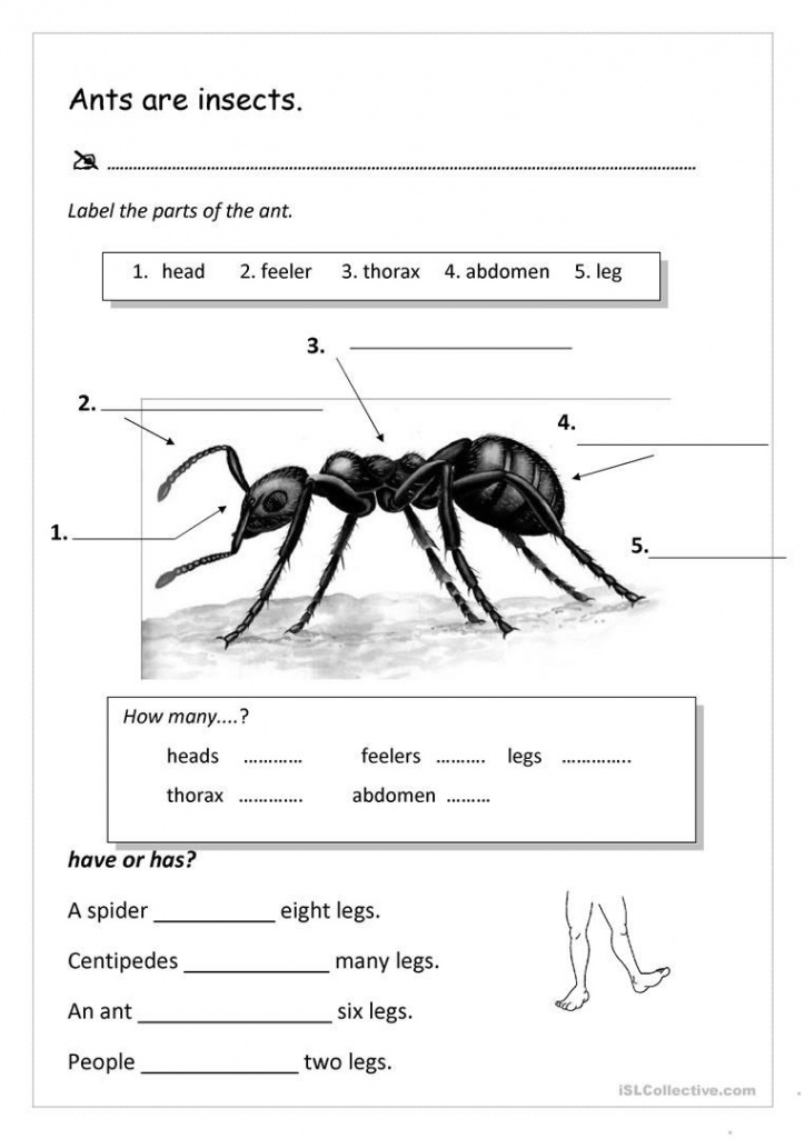 Ants - English ESL Worksheets for distance learning and physical