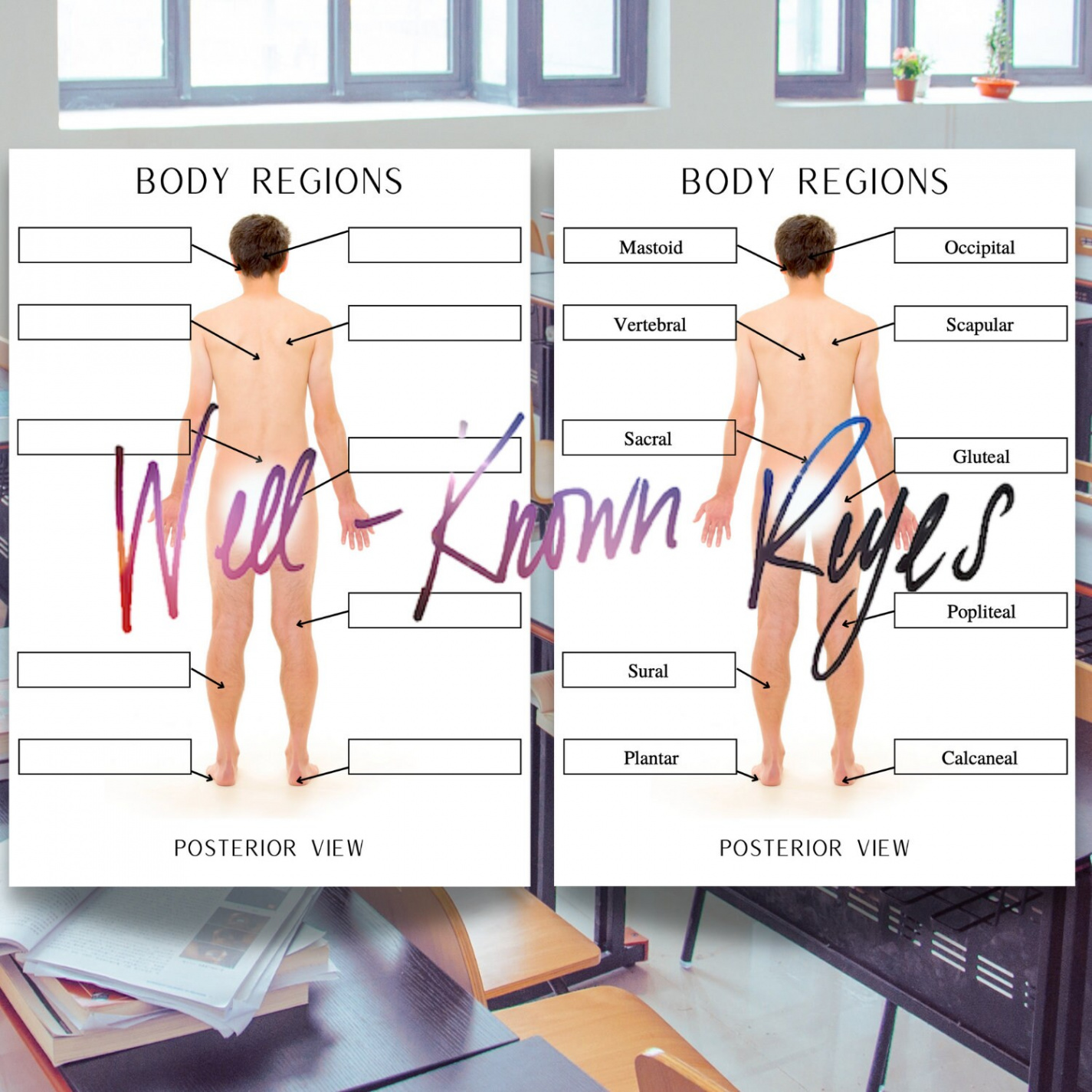 Body Regions Worksheet Abdominal Regions Body Cavities - Etsy Denmark