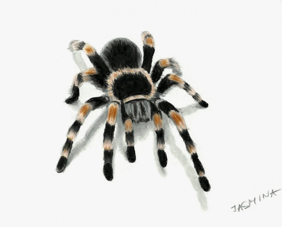 D drawing of tarantula spider by JasminaSusak on DeviantArt