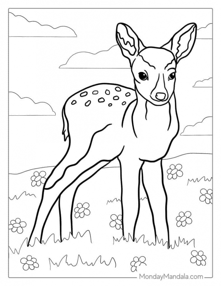 Deer Coloring Pages (Free PDF Printables)