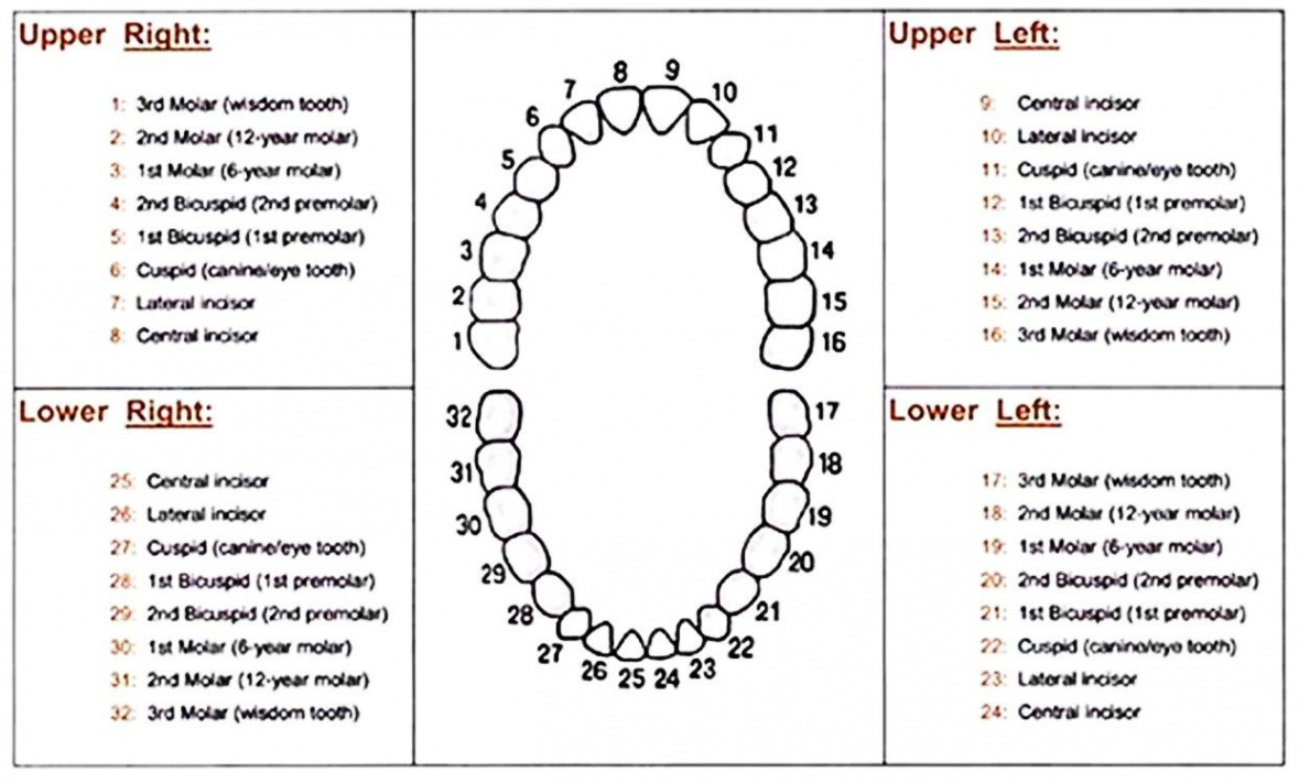 Dental+Tooth+Number+Chart  Tooth chart, Dental charting, Dental teeth