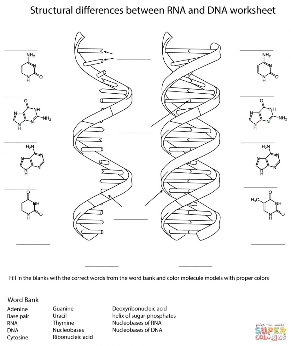 Dna Worksheet   Dna worksheet, Cell membrane coloring