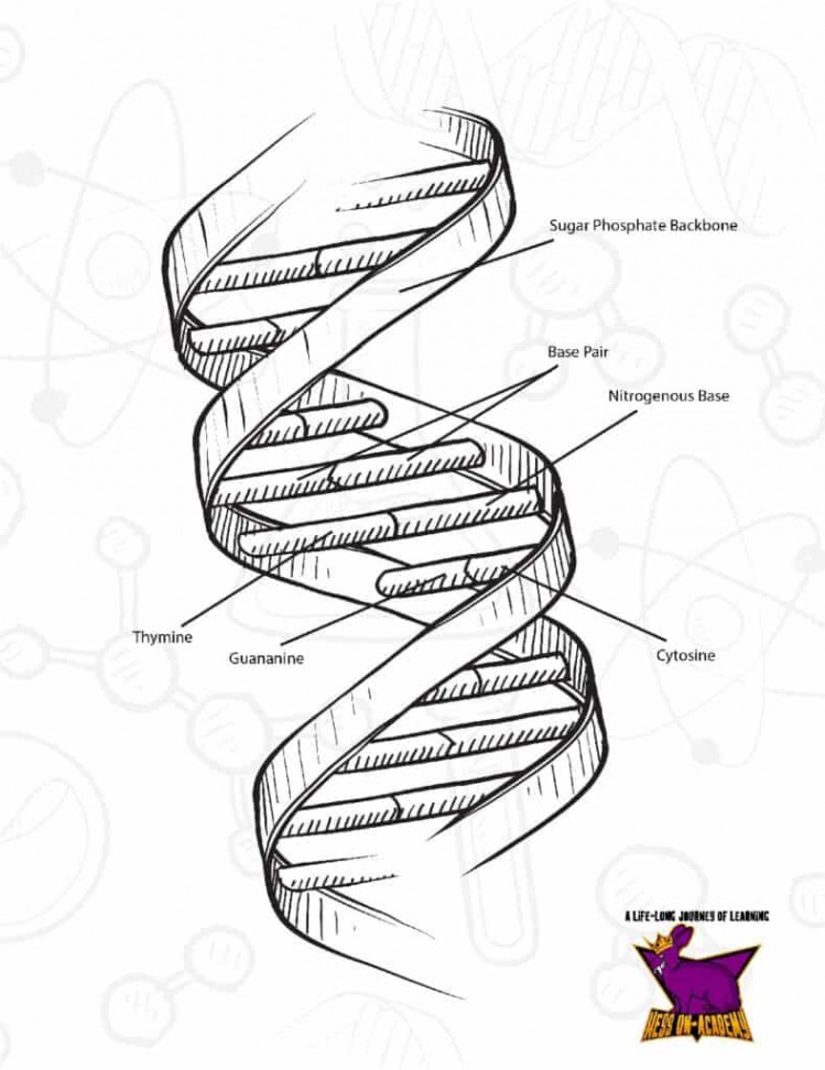 Free DNA Double Helix Worksheets - Hess Un-Academy