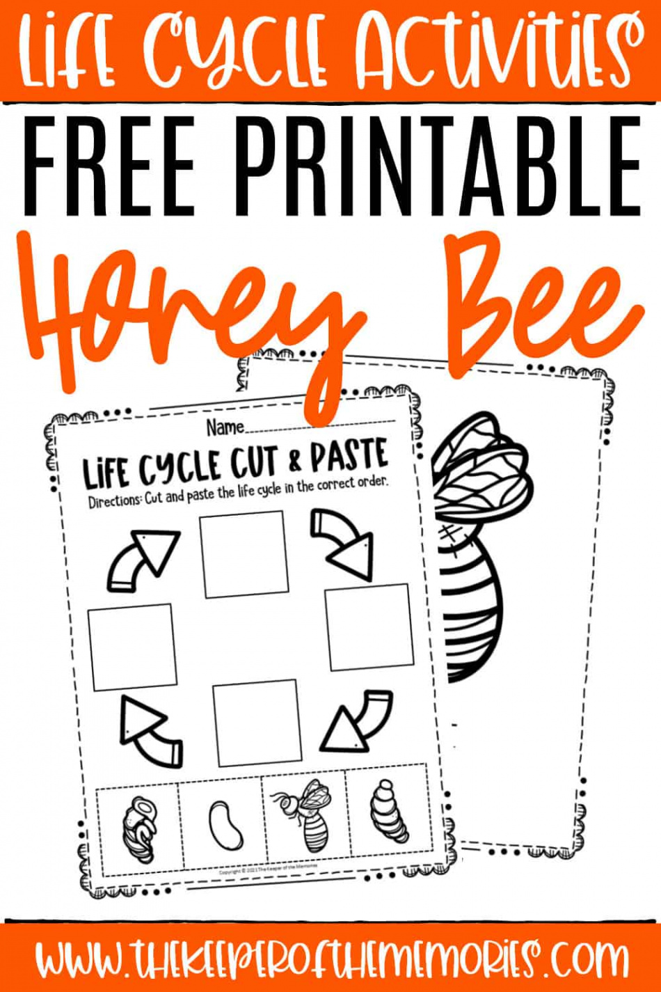 Free Printable Bee Life Cycle Worksheets - The Keeper of the Memories