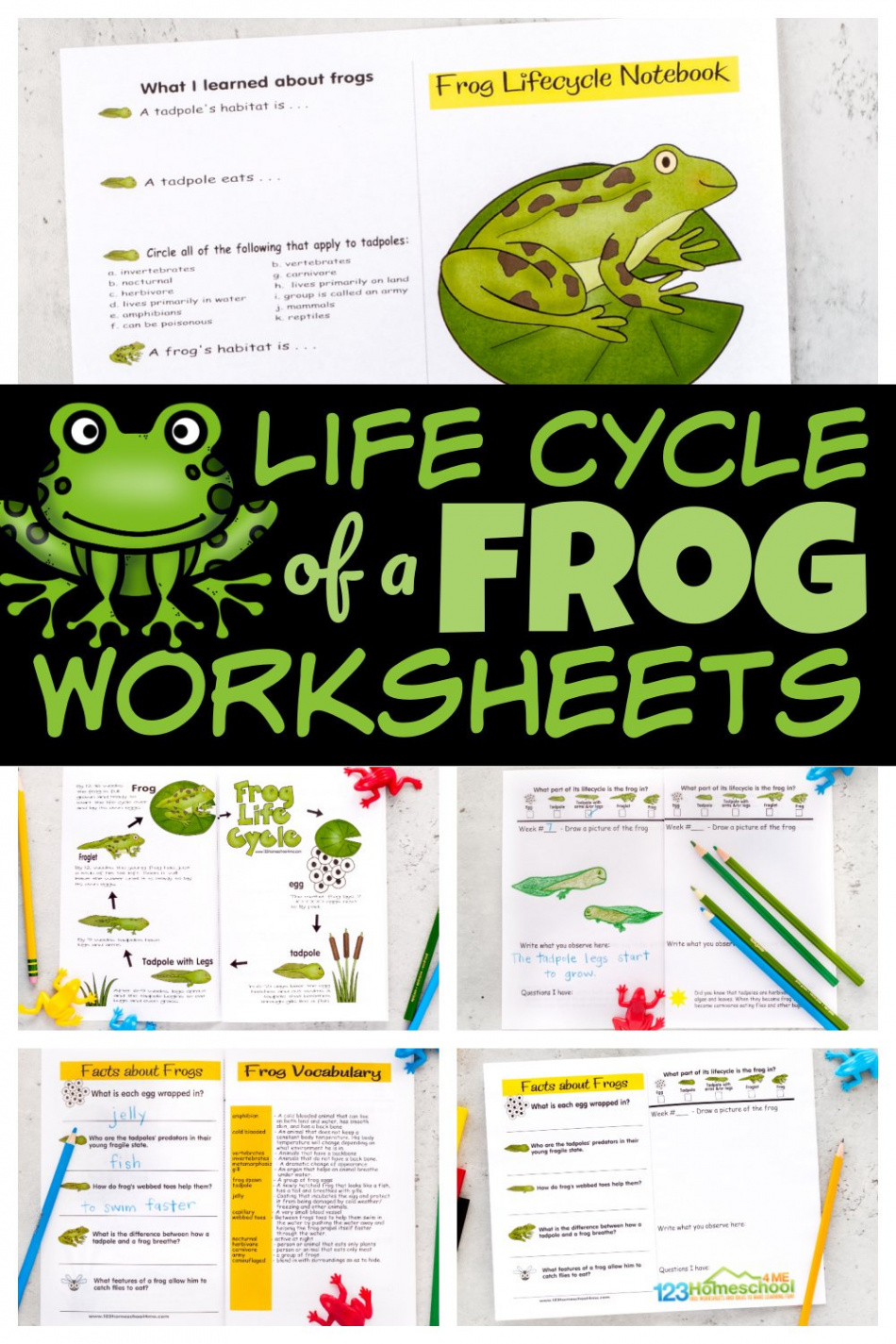 🐸 FREE Printable Life Cycle of a Frog Worksheets