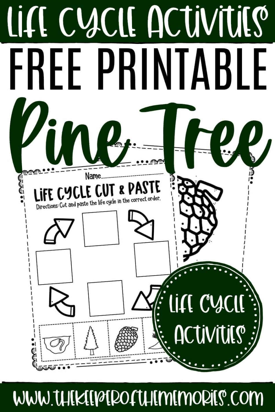 Free Printable Pine Tree Life Cycle Worksheets - The Keeper of the