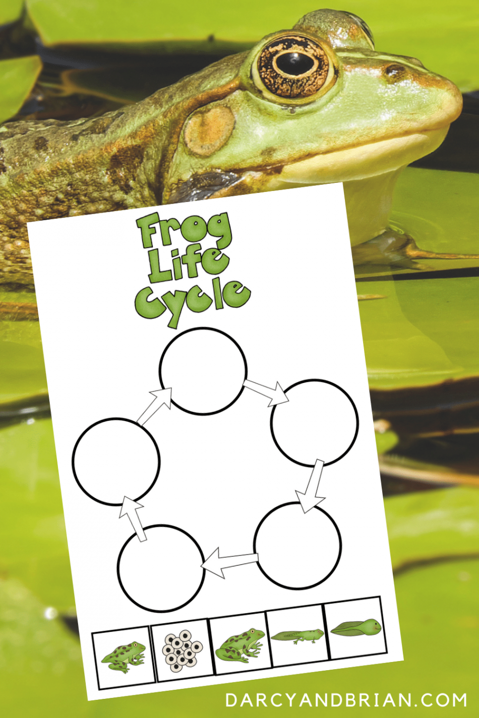 Frog Life Cycle Printable and Activities For Hands-on Science Lessons