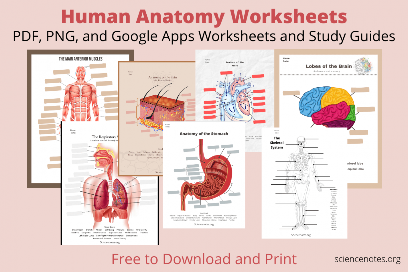 Human Anatomy Worksheets and Study Guides