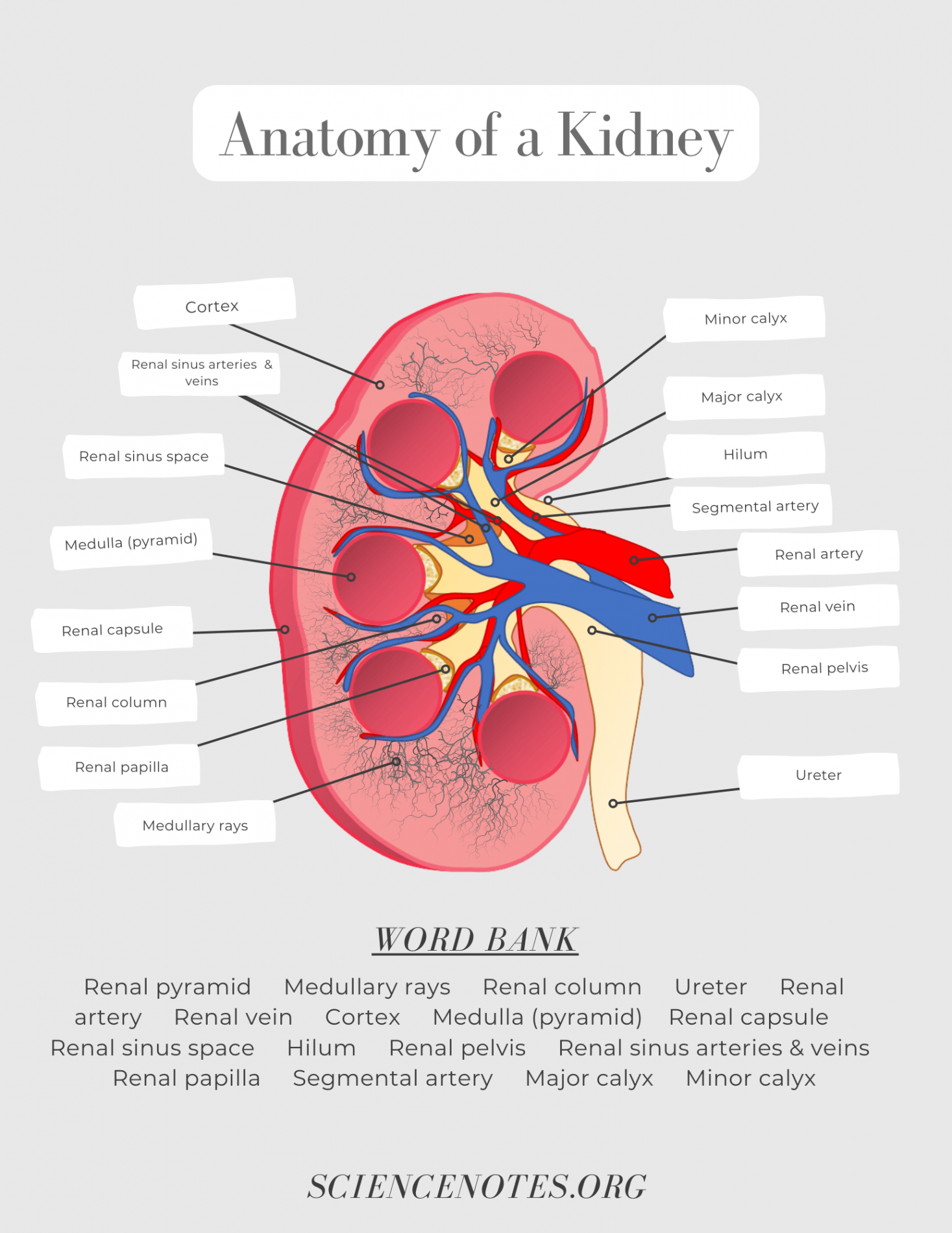 Human Anatomy Worksheets and Study Guides