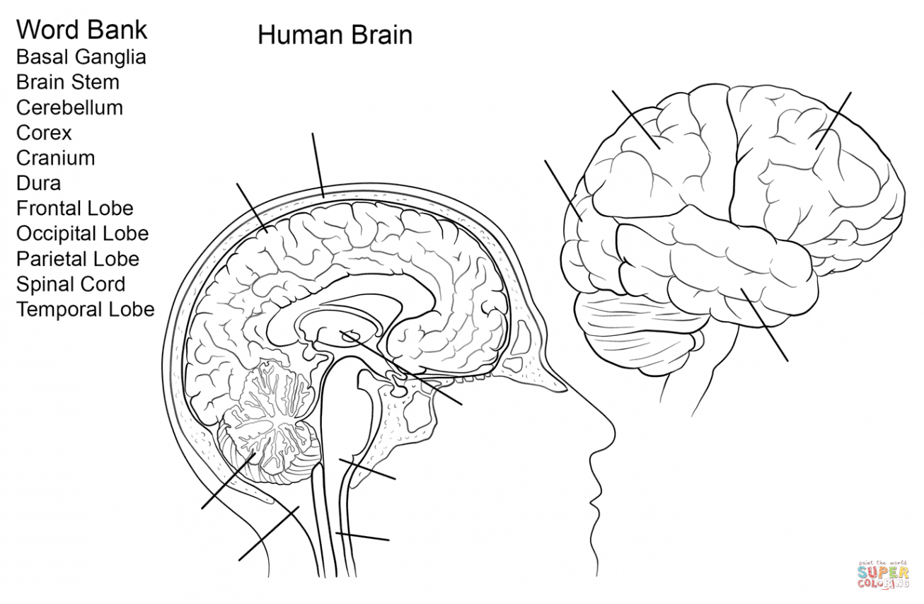 Human Brain Worksheet coloring page  Free Printable Coloring