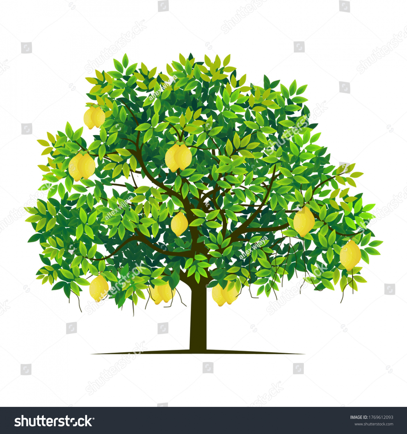 , Lemon Tree Cartoon Images, Stock Photos, D objects