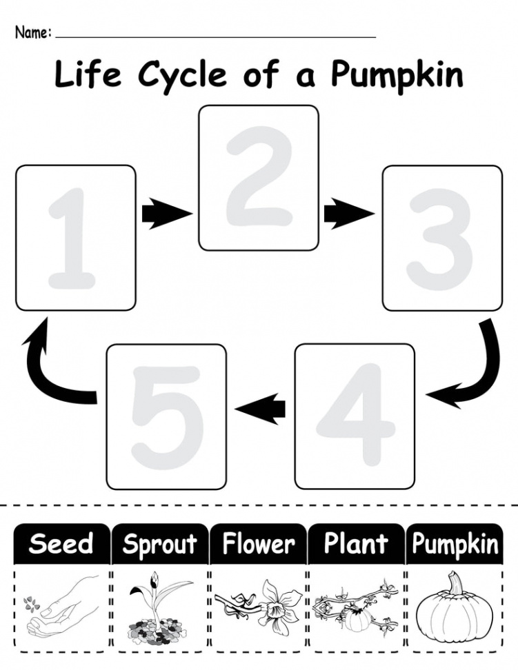 "Life Cycle of a Pumpkin" Printable Worksheets! – SupplyMe