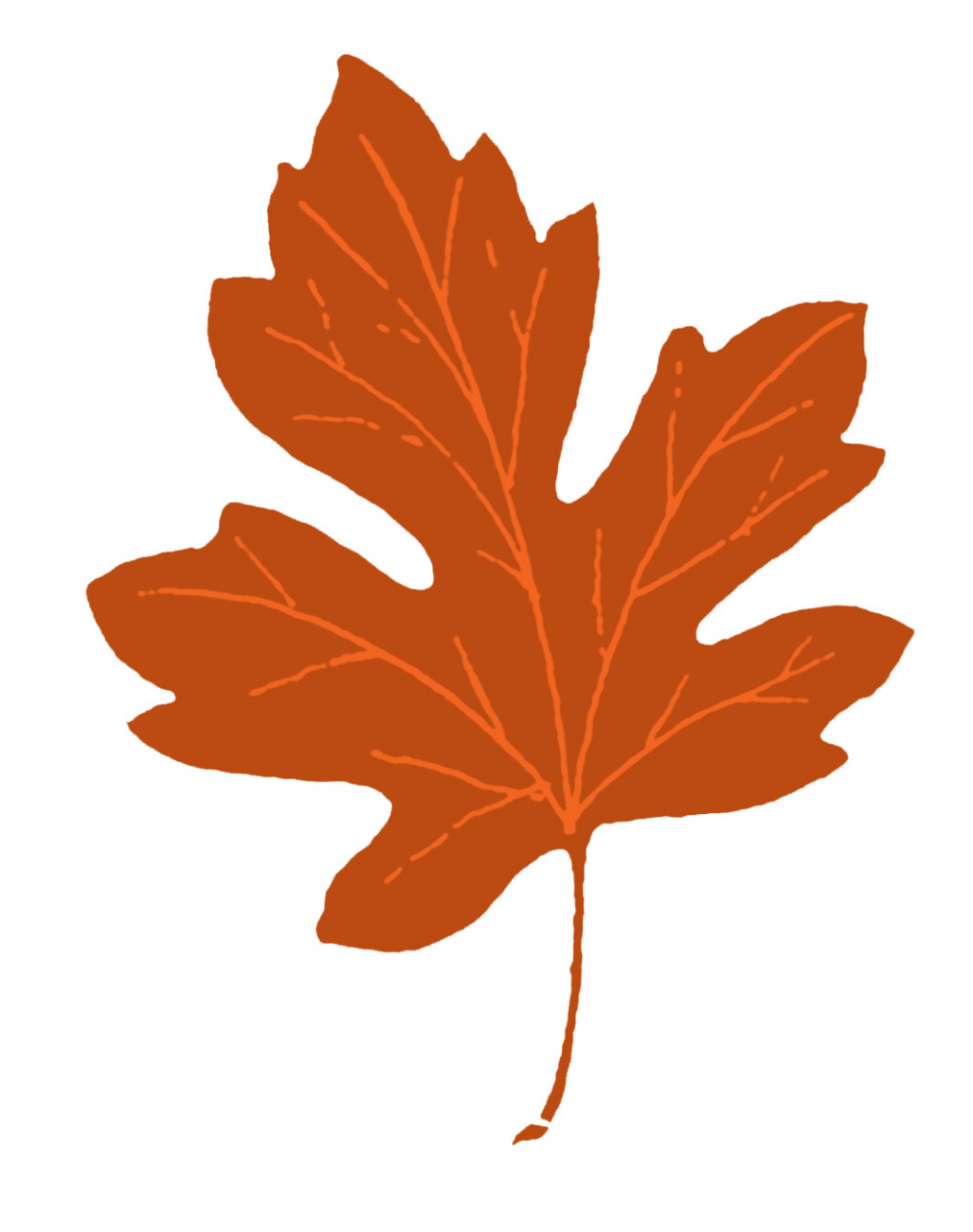 + Maple Leaf Clipart! - The Graphics Fairy