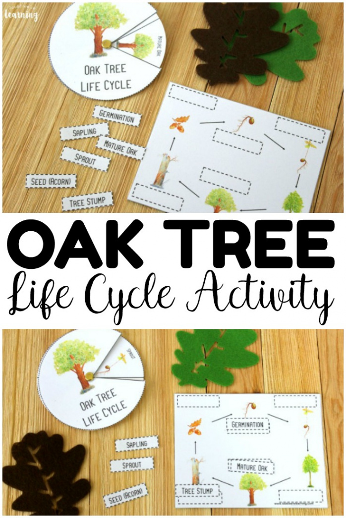 Printable Oak Tree Life Cycle Activity - Look! We