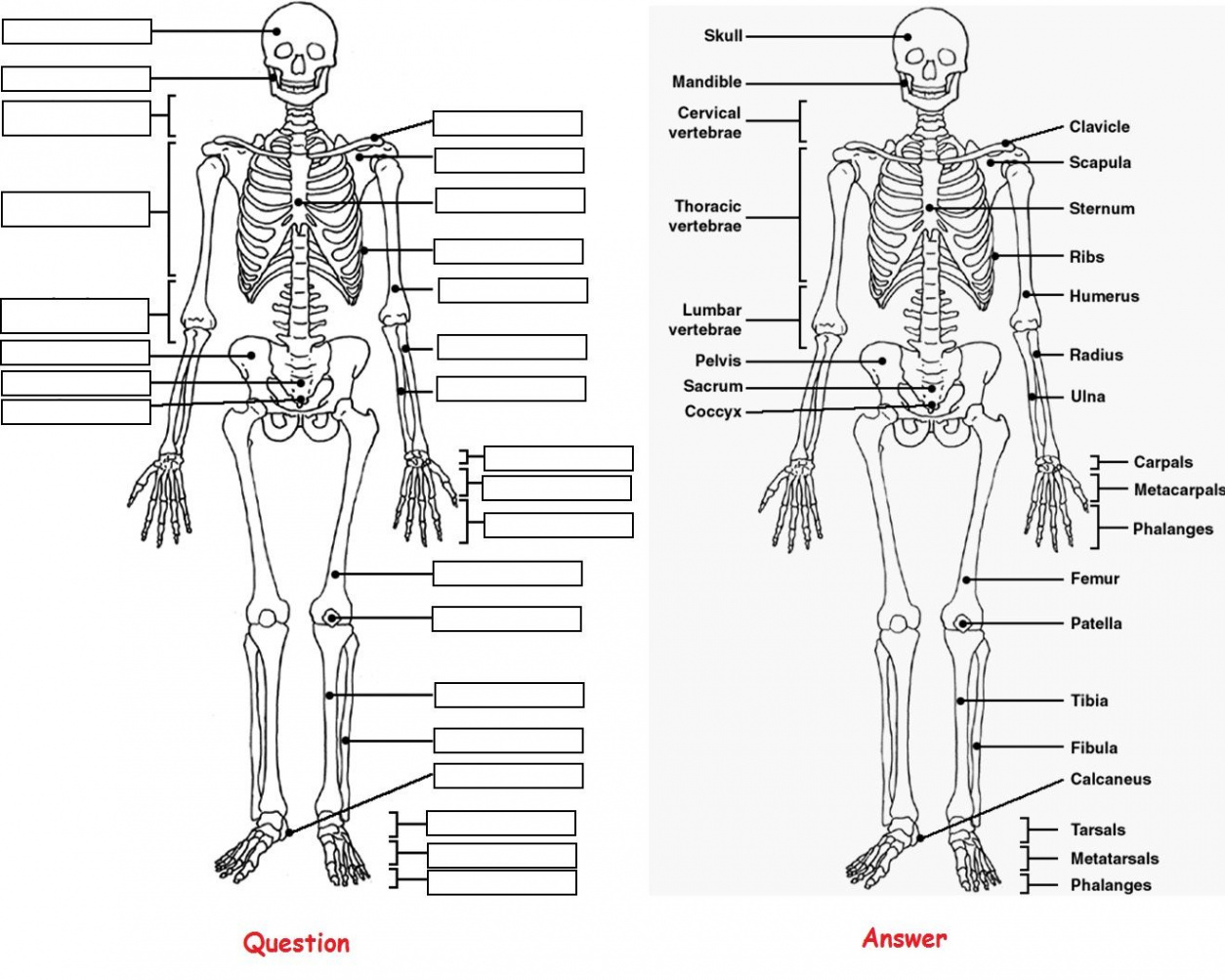 Skeleton Anatomy Coloring Pictures Label Question And Answer