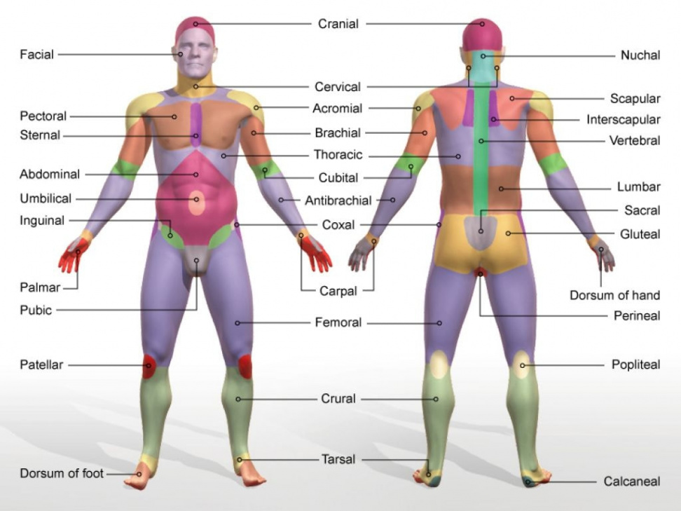 Unit THREE - Structure & Function of the Body - MR