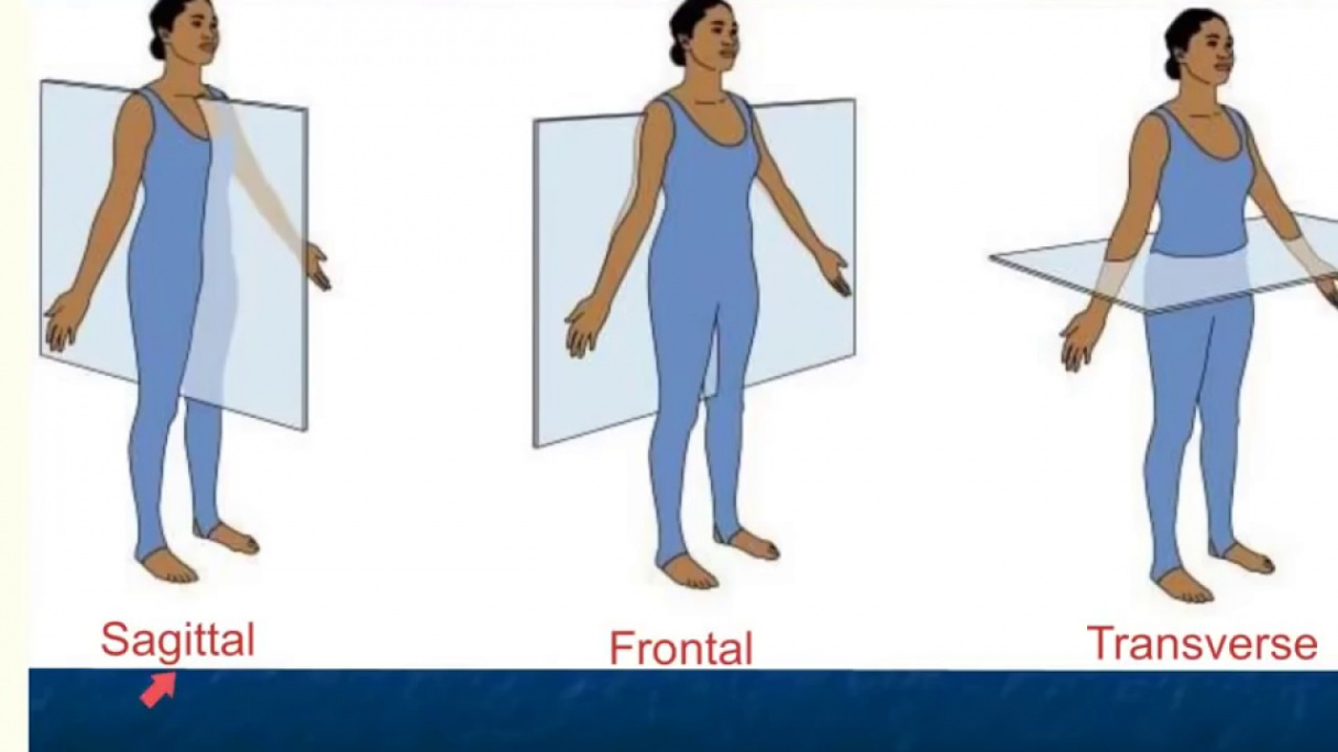 Unit THREE - Structure & Function of the Body - MR