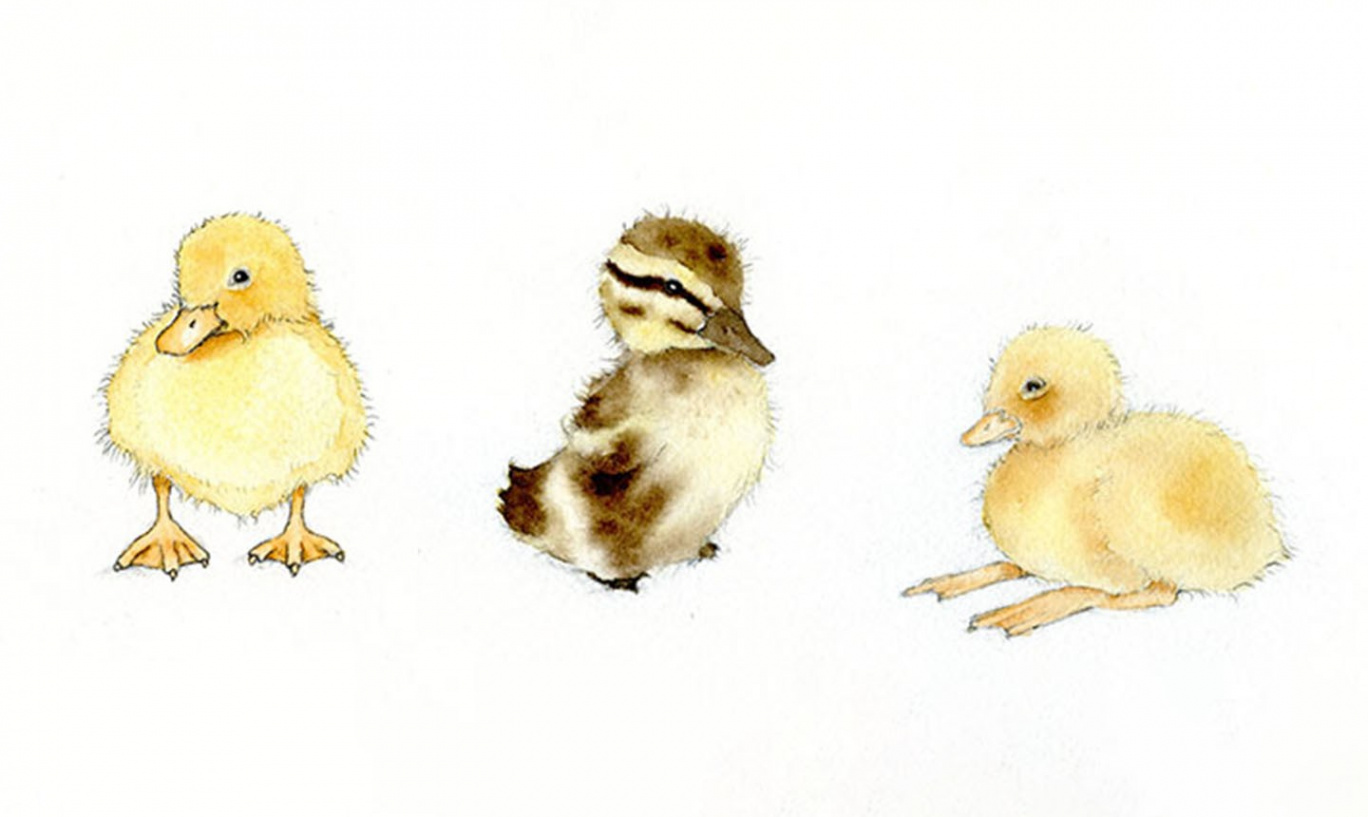 Adorable Art: Learn How to Draw and Paint a Duckling  Craftsy