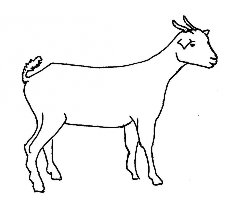 All sizes  Line drawing of a goat  Flickr - Photo Sharing!