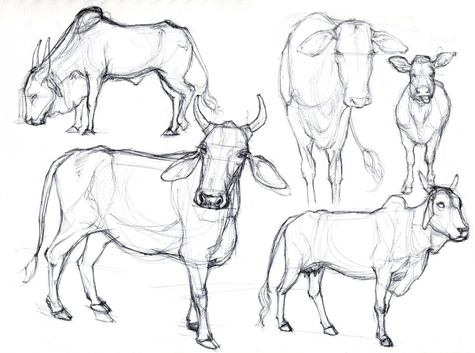 Animal Drawings - From Reference  Animal drawings, Sleeping