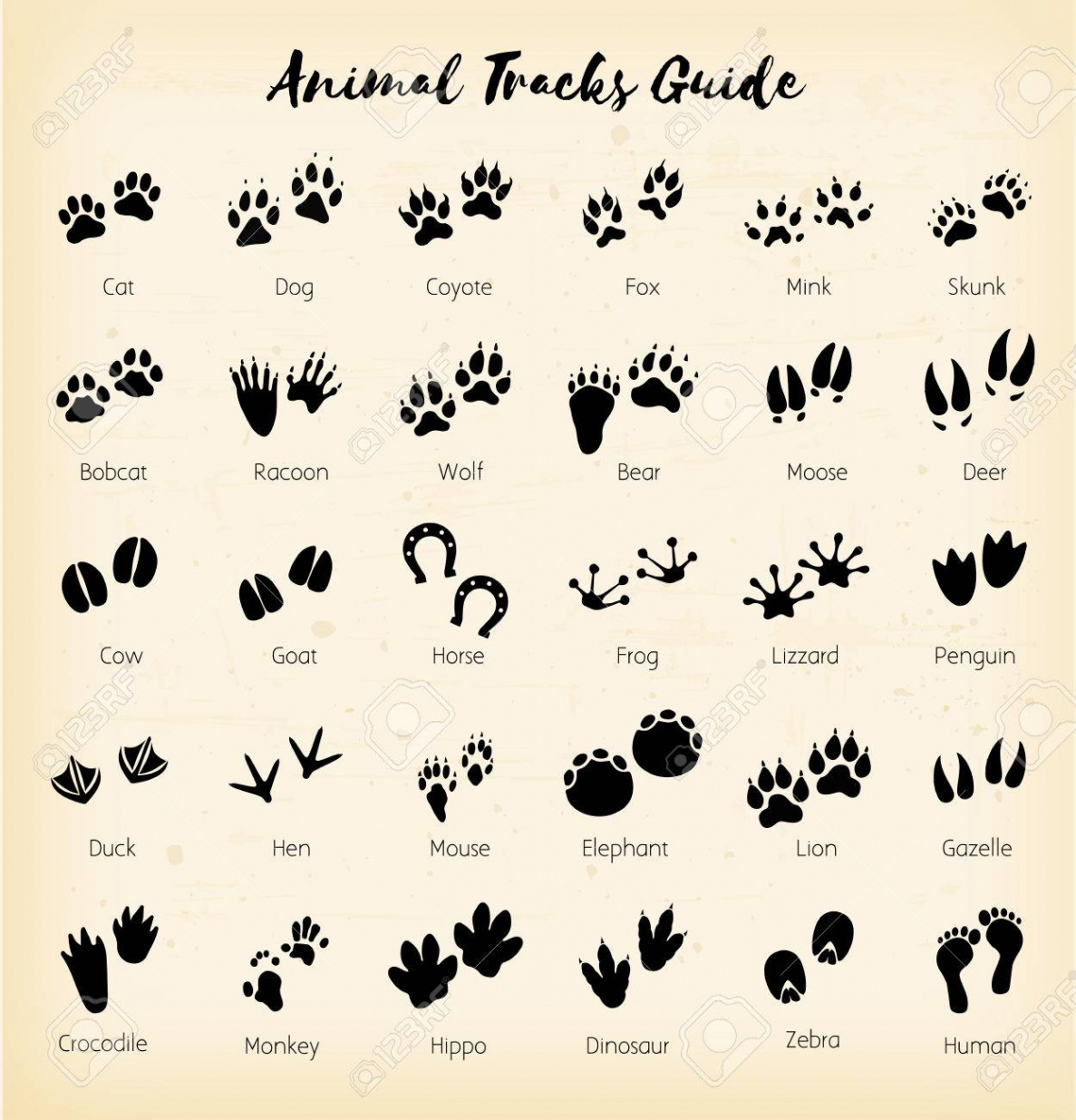 Animal Tracks - Foot Print Guide Vector Royalty Free SVG, Cliparts