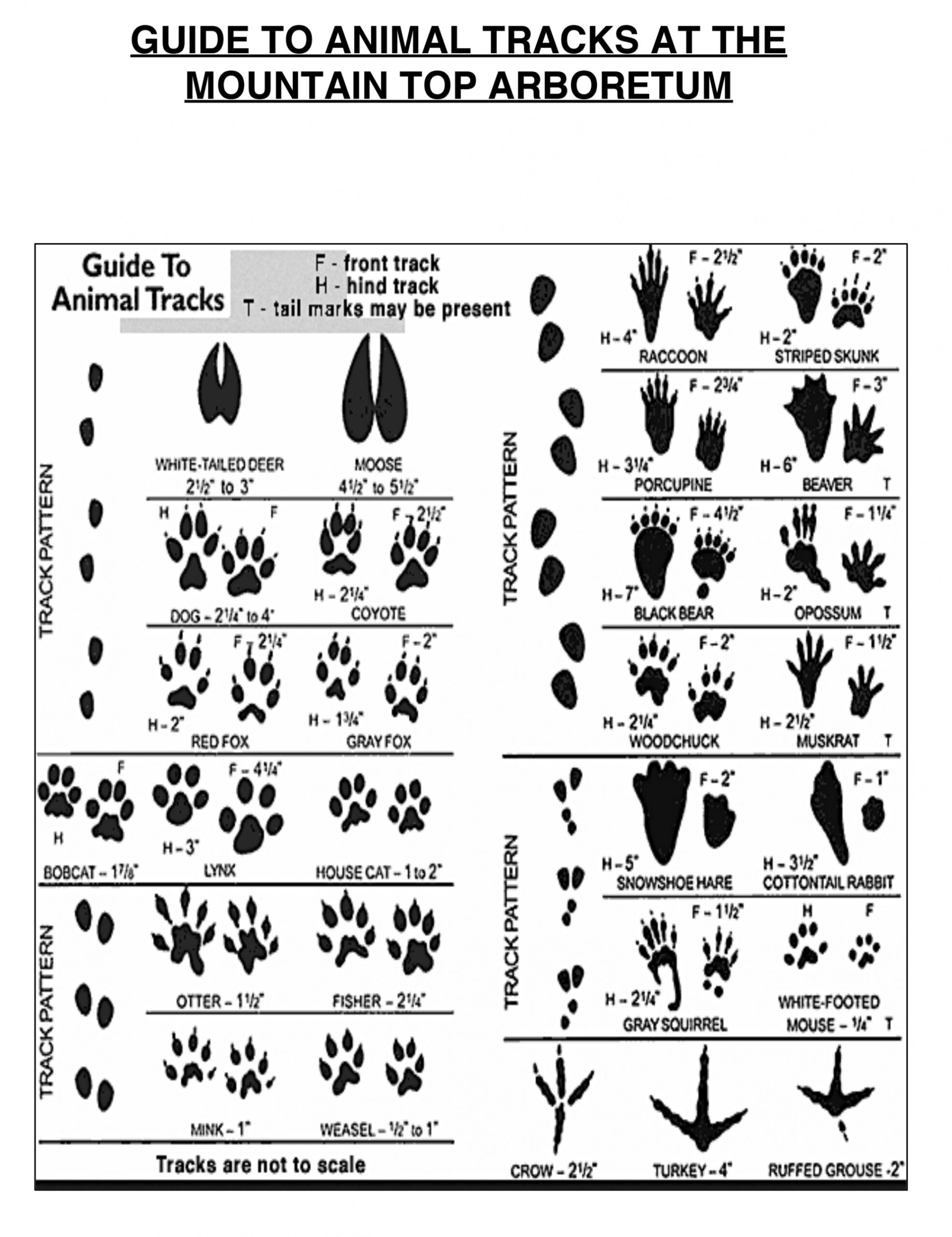 Animal Tracks — Mountain Top Arboretum