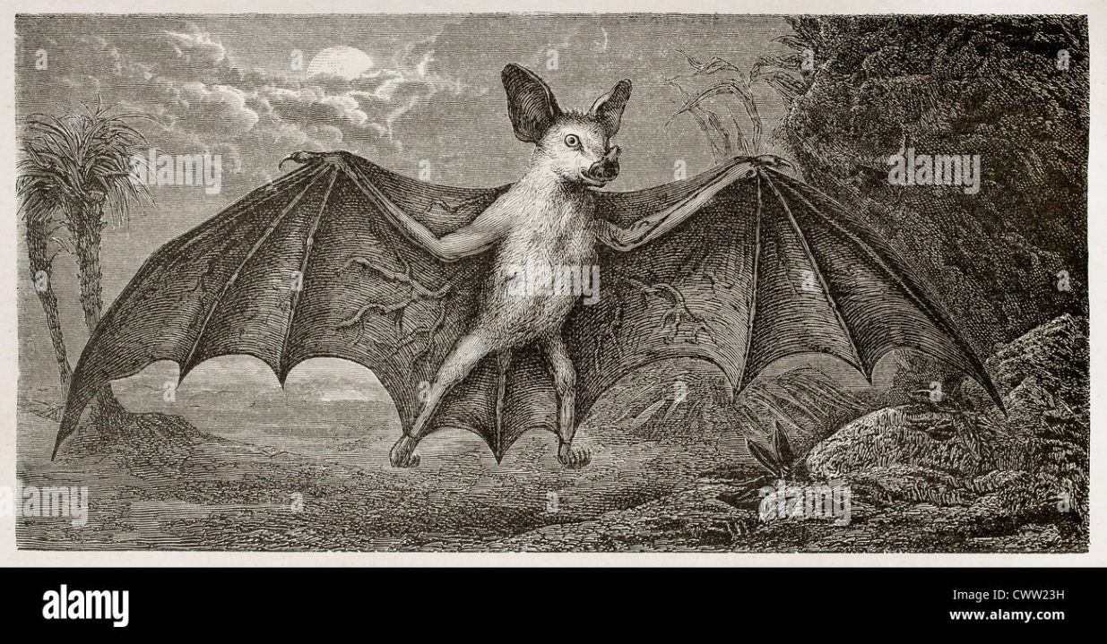 Antique drawing bat hi-res stock photography and images - Alamy