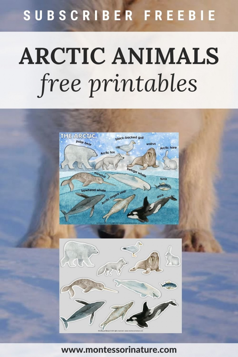 Arctic Animals - Free Printable - Montessori Nature