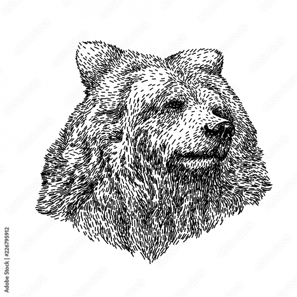 Bear sketch style