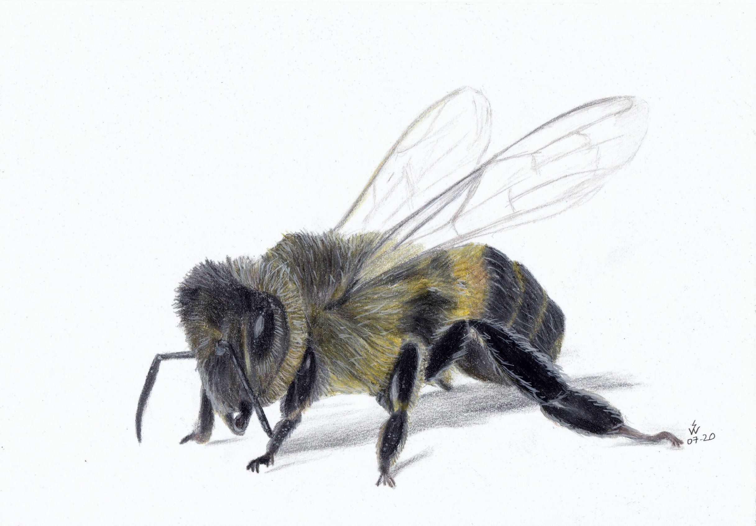 Bee Drawing Reference and Sketches for Artists