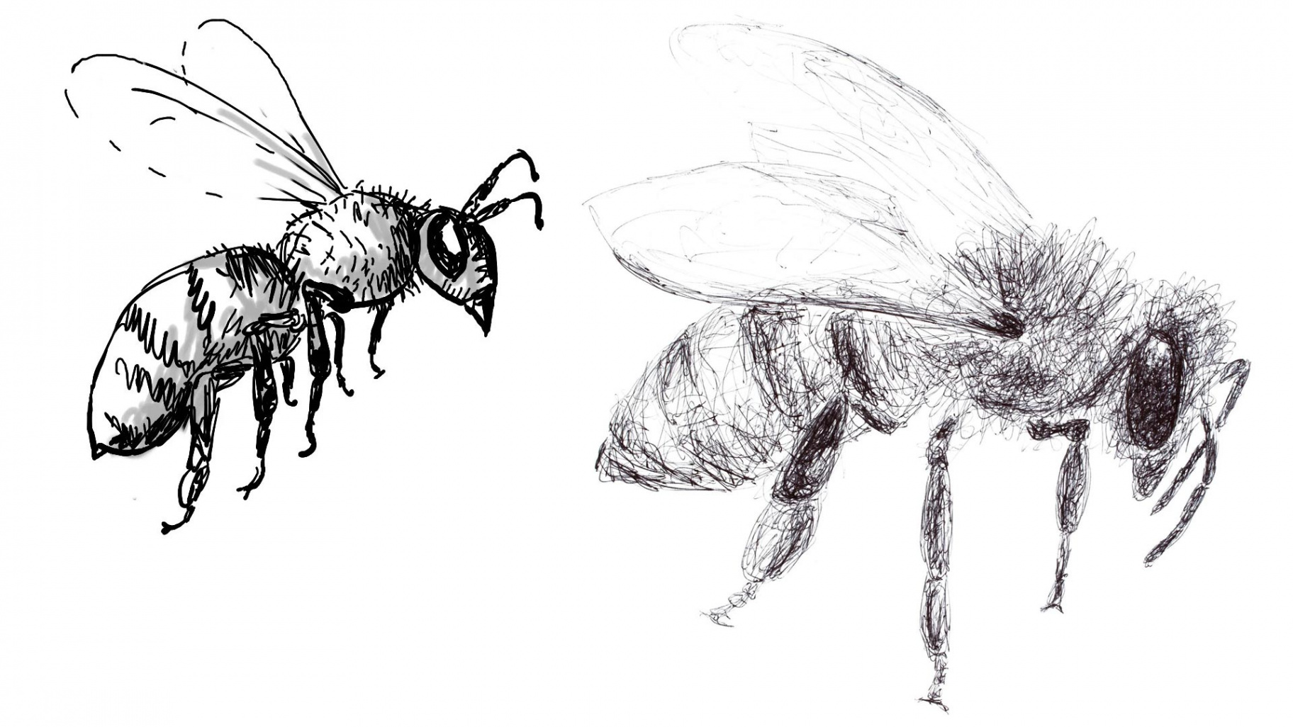 Bee Drawing Reference and Sketches for Artists