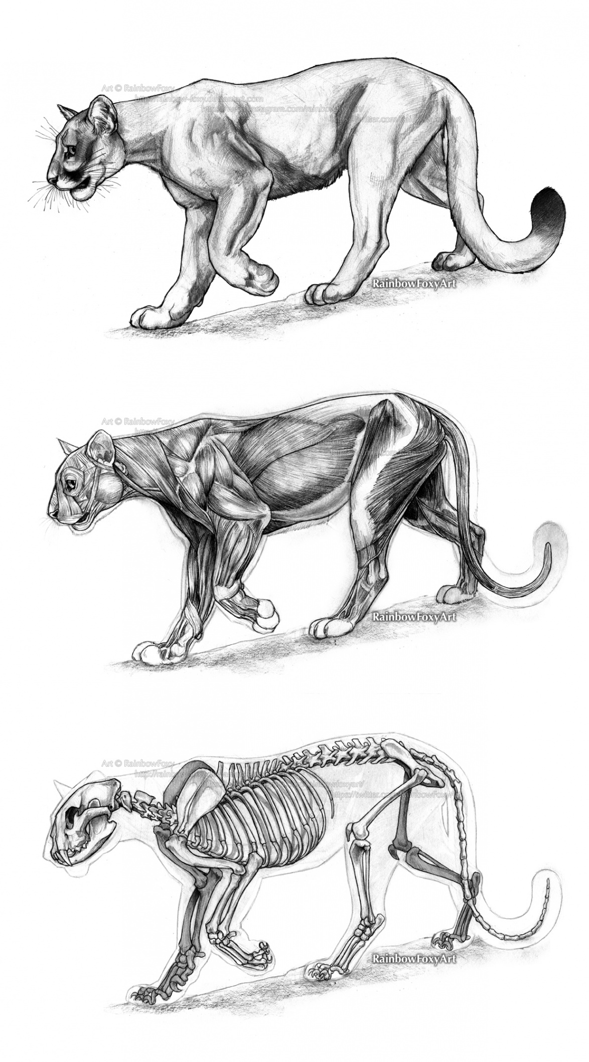 Big Cat Anatomical Study: Cougar — Weasyl