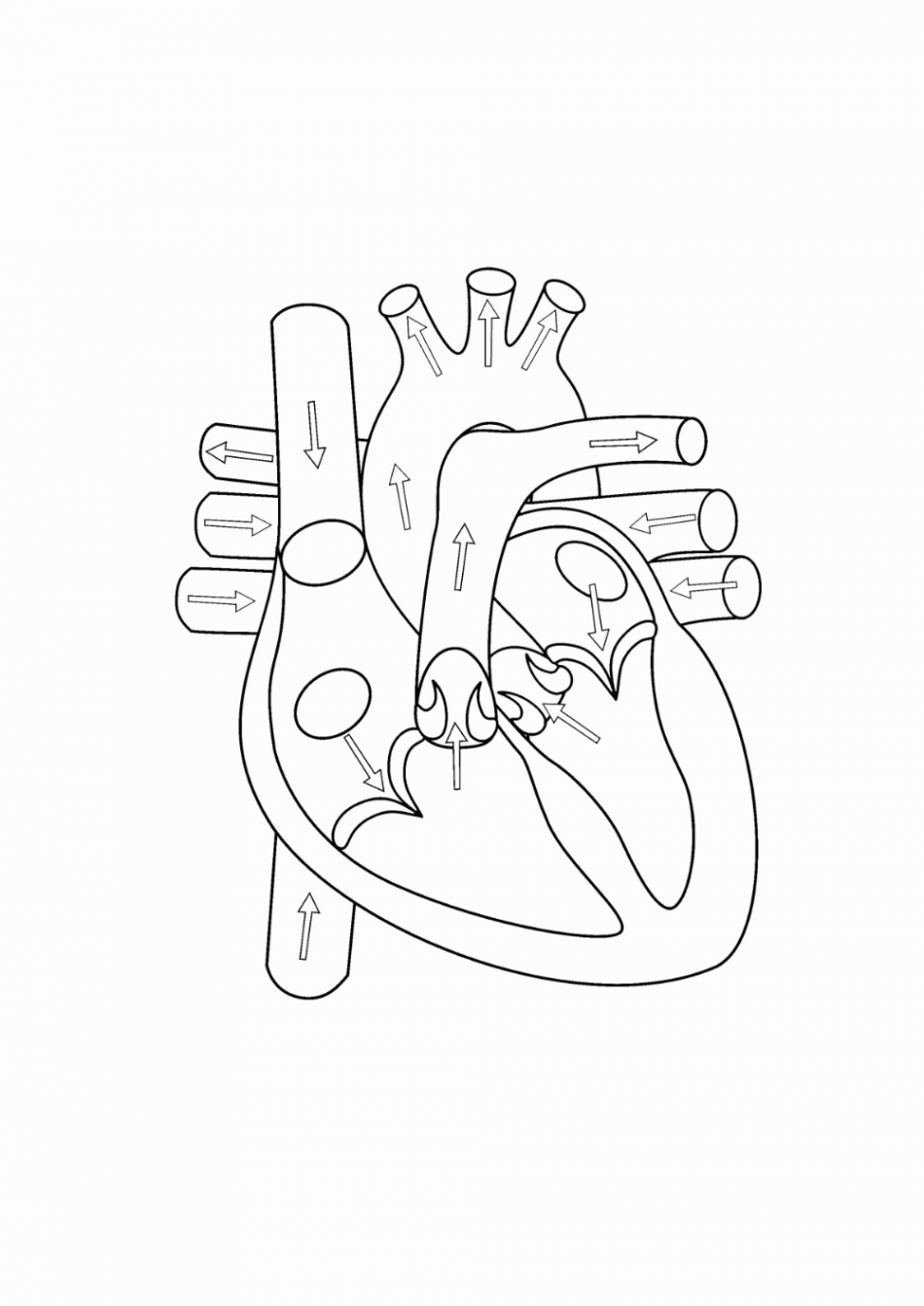 Blank Heart Diagrams Diagram Link - Heart Diagram Drawing  Human