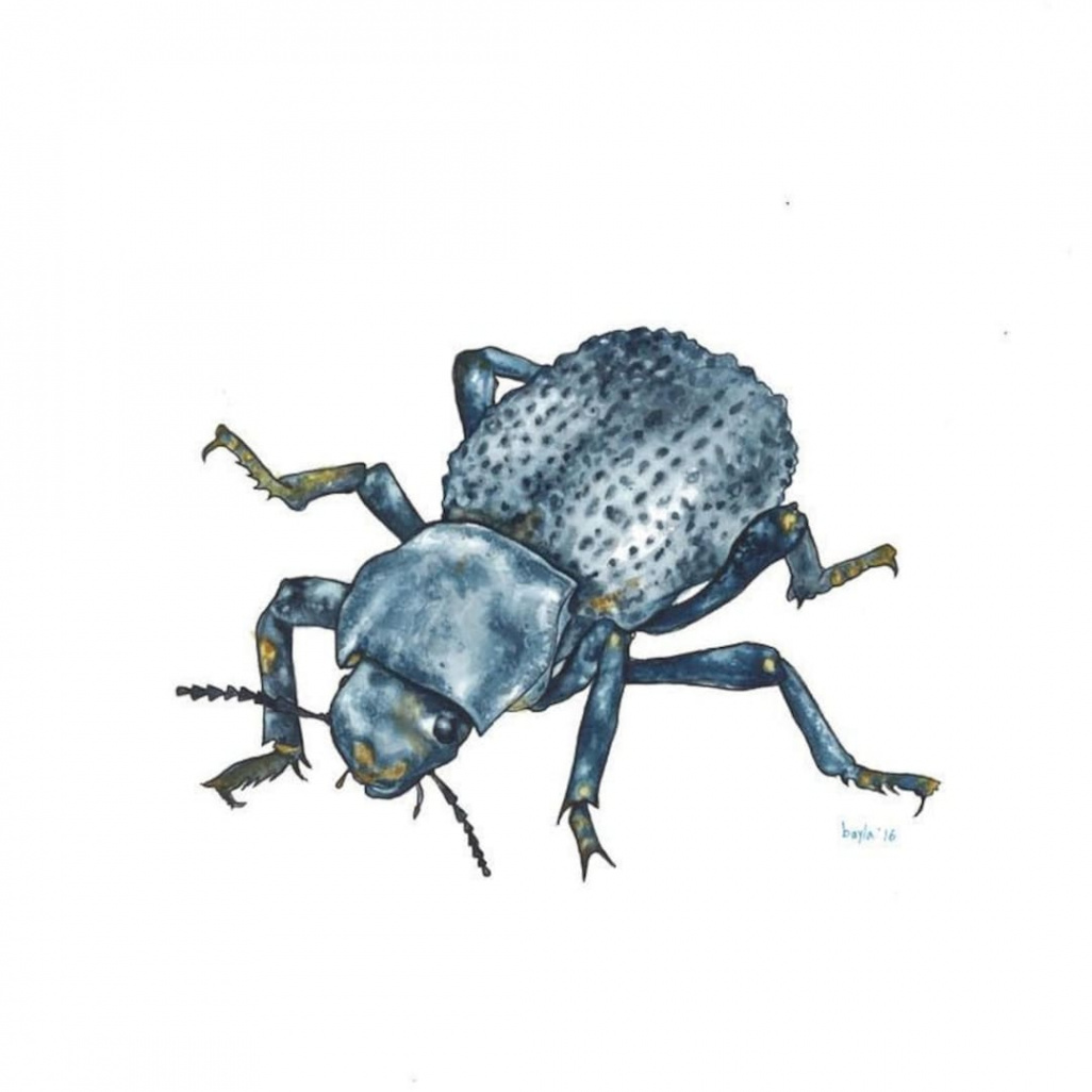Blue Death Feigning Beetle Insect Fine Art Print of Watercolor Painting -  Etsy Canada
