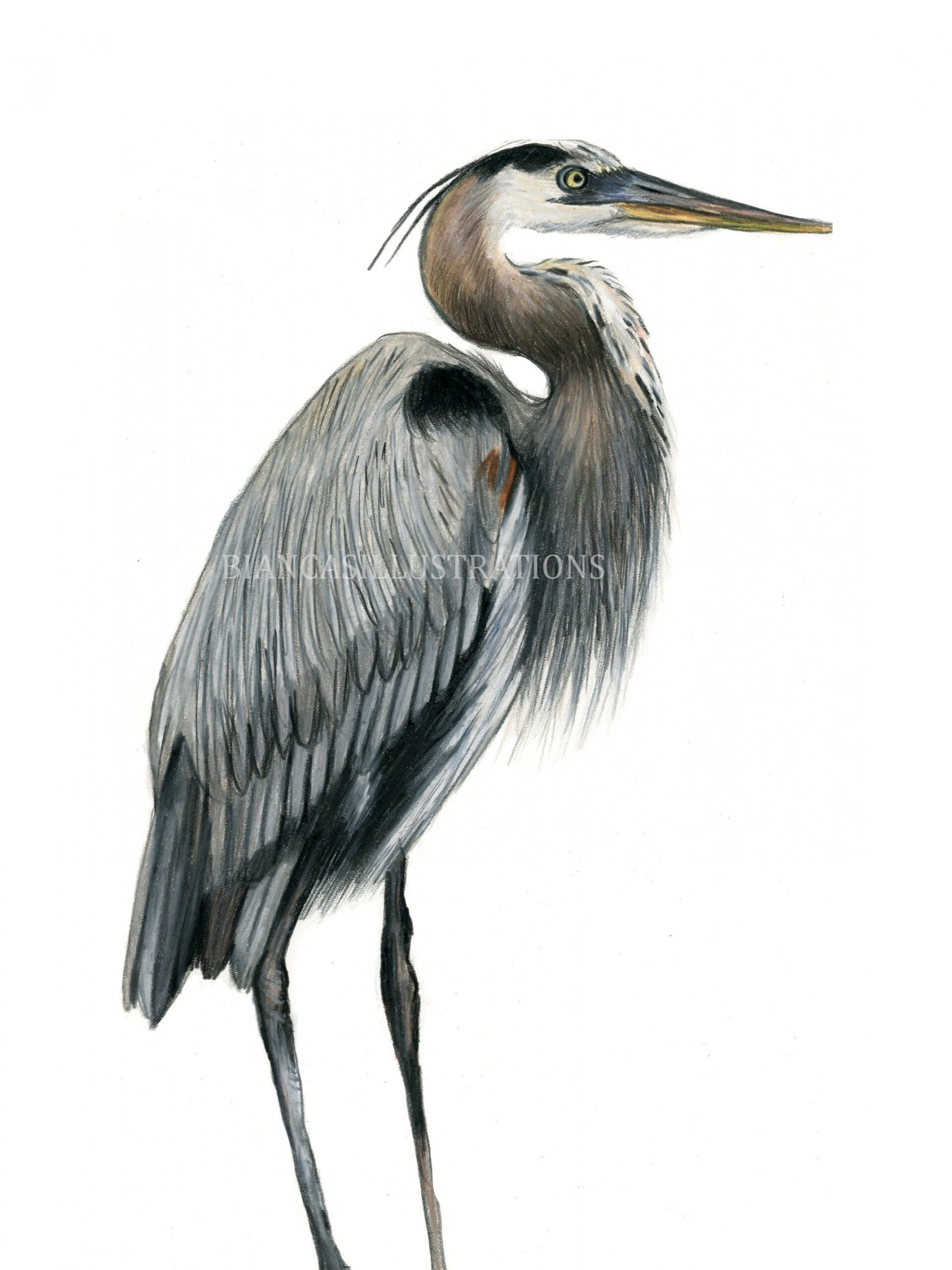 Blue Heron Drawing ORIGINAL Artwork Hand Drawn - Etsy