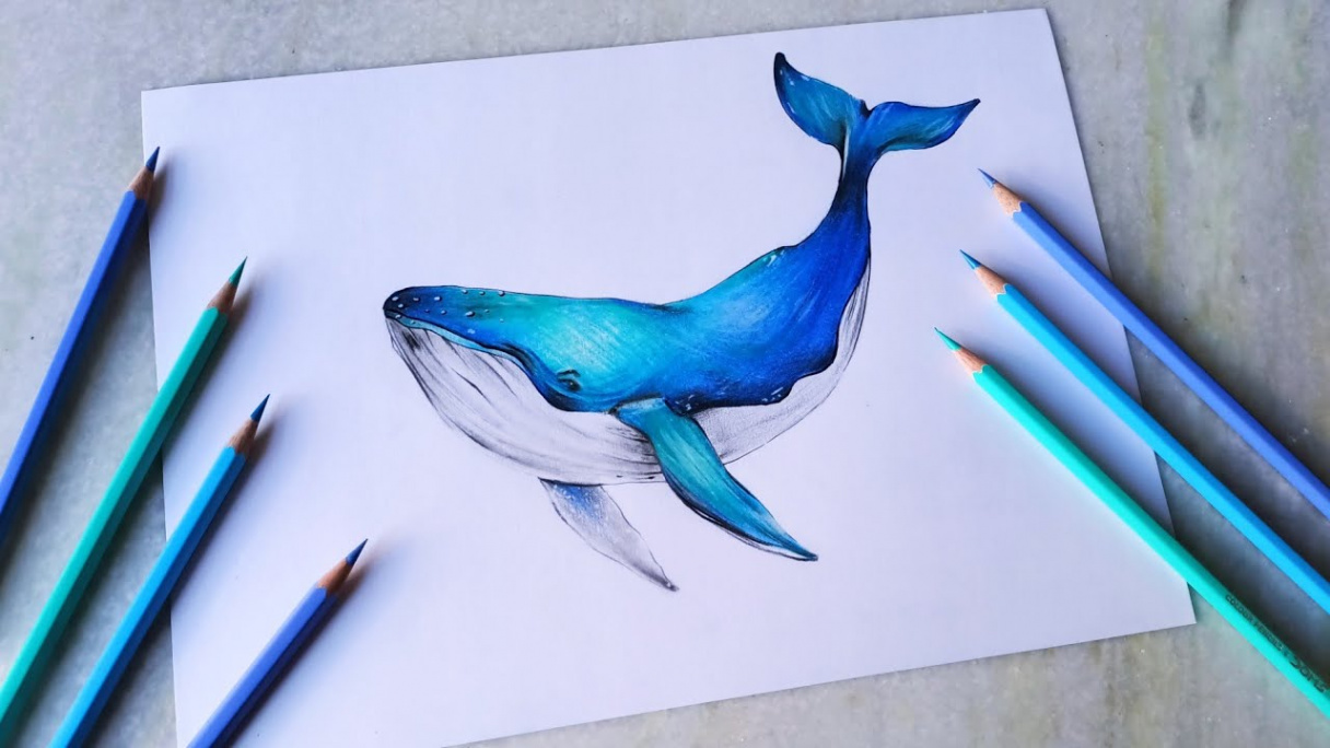 Blue whale drawing with Doms coloured pencils  drawing and arts uday