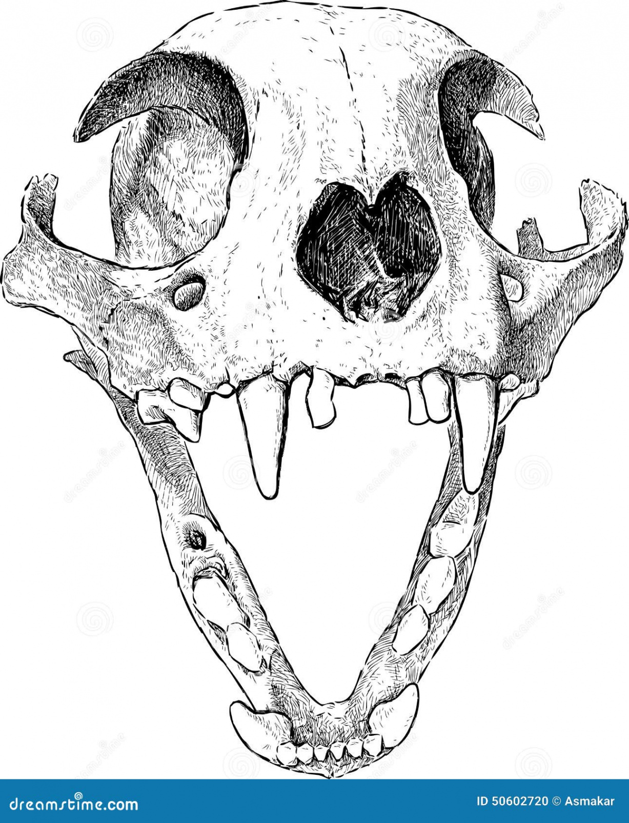 Cat skull stock vector