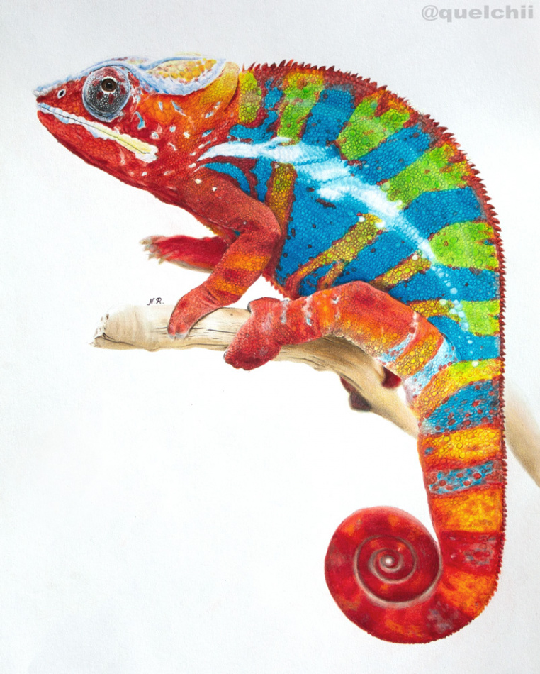 Chameleon drawing by Quelchii on DeviantArt