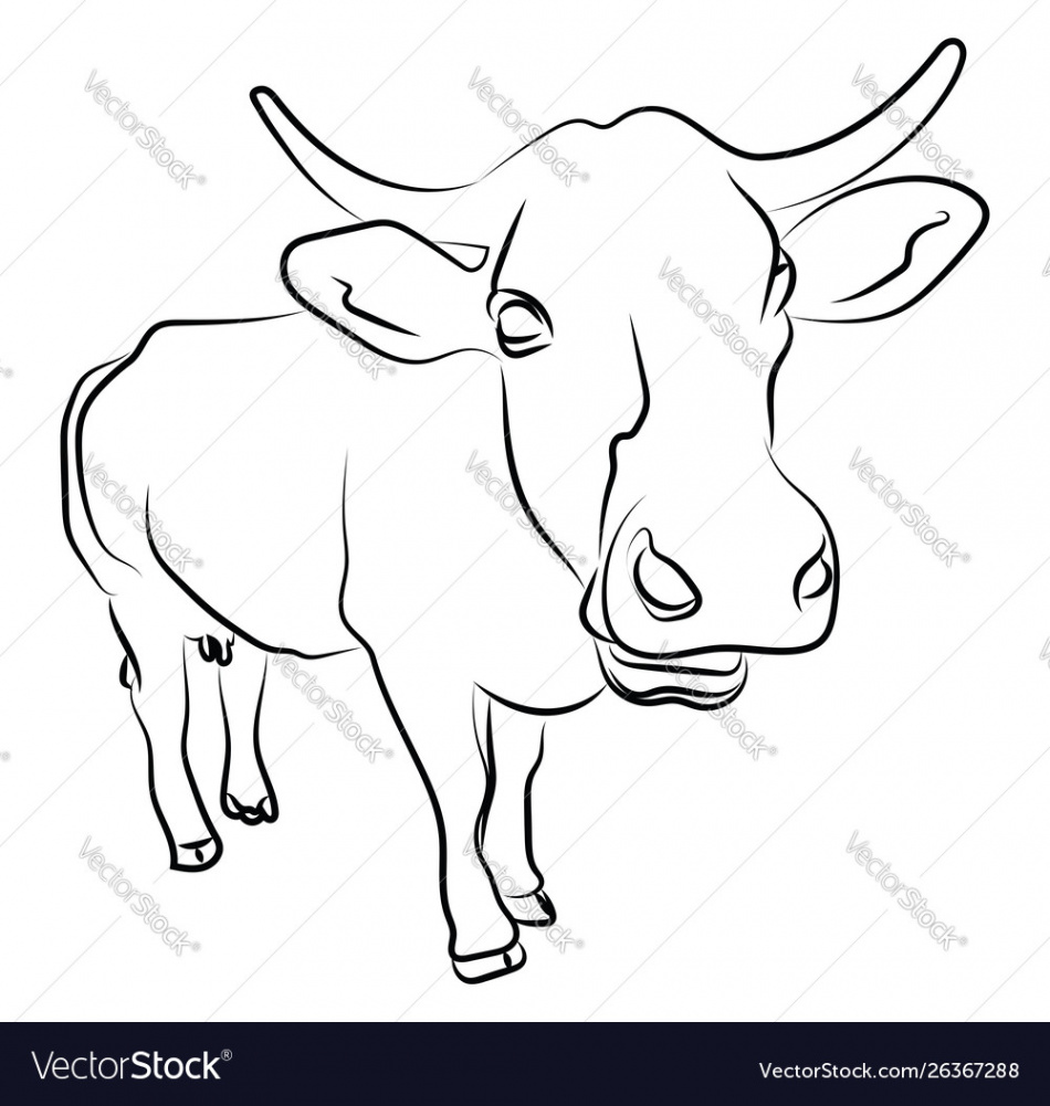 Close up cow sketch on white background Royalty Free Vector